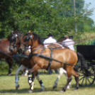 Ló és lovasa című fotókiállítás