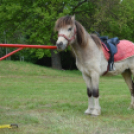 Pillanatképek a makói majálisról