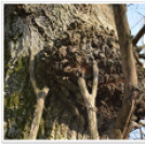 Hagymatikum Kupa tájékozódási futóverseny