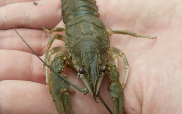 Vádat emeltek a rákcsempész ellen