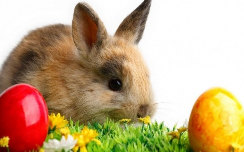 Húsvéti állatstopot kérnek az állatvédők