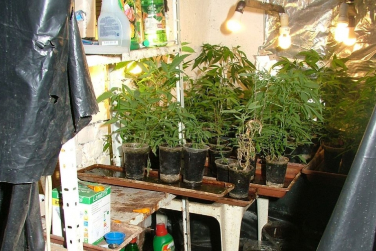 Kenderültetvényt találtak a rendőrök Szegeden