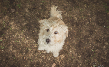 Kevin kutya karácsonyi üzenete sztárok tolmácsolásában