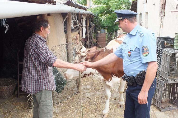 6 órán belül visszakapta a lopott marhát a szegvári gazda