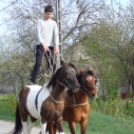 Ló és lovasa című fotókiállítás