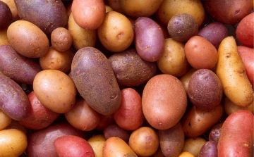 Újabb külföldi krumpliszállítmányban találtak kártevőt 