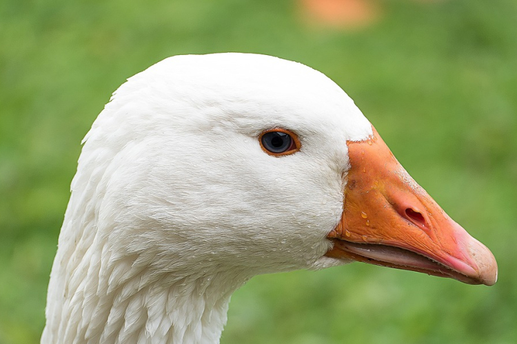 Újra megjelent a madárinfluenza Bács-Kiskun megyében 