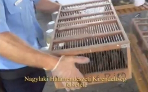 Csicsergő Mercedes (videóval)