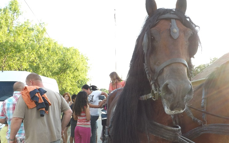 A lovaglás volt a Patai téri nap kedvence