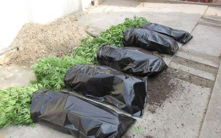 Kábítószer termesztőket fogtak el a rendőrök-Videóval