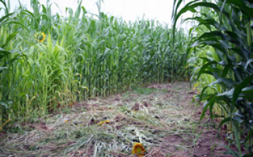 Elmarad a kukorica útvesztő megnyitója