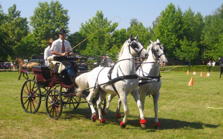 Fogathajtó világbajnokság Fábiánsebetyénen! 